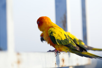 Lovely Beautiful orange Yellow green parrot  Sun Conure on roost branch with blue clear sky background