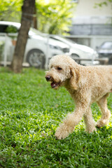 close up fluffy fatty fur white brown Poodle face with dog leash playing in dog park 