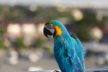 Close up of colorful scarlet Blue and gold macaw parrot pet perch on roost branch with blue clear sky background