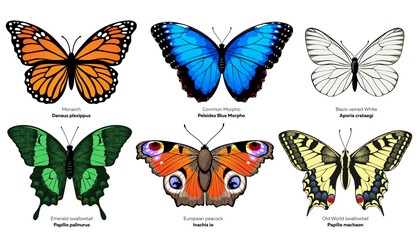 Butterflies collection. Vector illustration isolated on white background