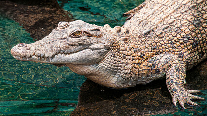 Crocodile Closeup