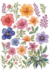 Fototapeta na wymiar set of watercolor flowers and beauty of various floral species on transparent background