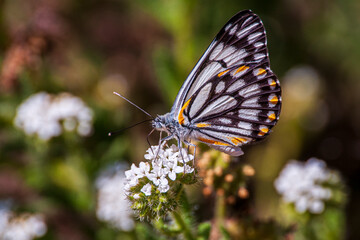 Caper White Butterlly feeding on white flower blossoms