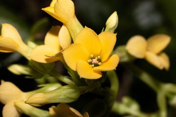 Fototapeta premium Yellow Flower with dark blurred background