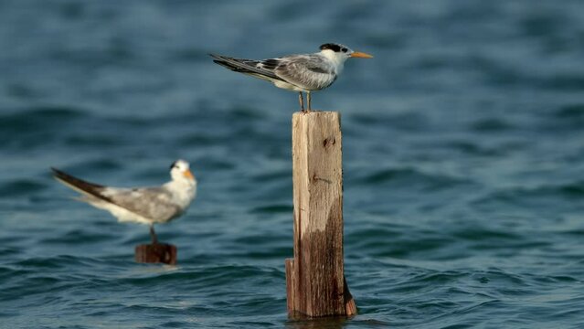 Lesser crested terns perched on wooden log at Busaiteen coast.