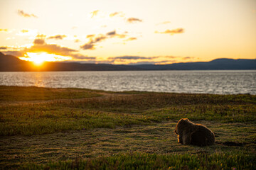 wombat looking at the sunset over the ocean