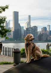 dog in the city © anapaola