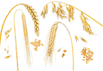 Set von Getreide, Weizen, Roggen, Gerste und Hafer isoliert über transparentem Hintergrund