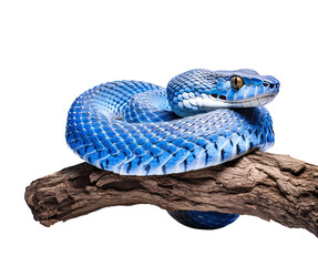 close up of a Blue viper snake on branch isolated on transparent background, viper snake, blue insularis, close up portrait