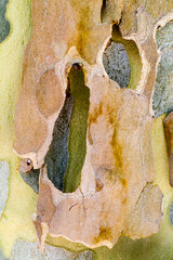Close up on peeling paint tree bark