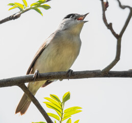 Singende Mönchsgrasmücke im Baum