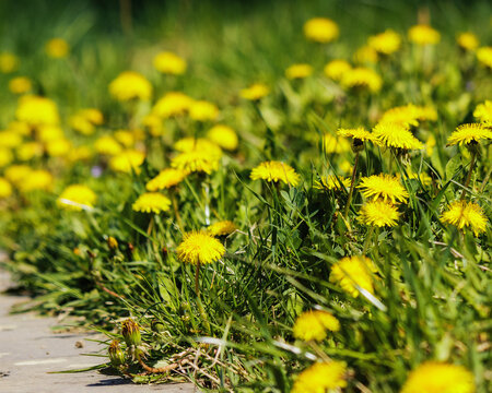 yellow dandelions blooming among the grass. weed and lawn care concept