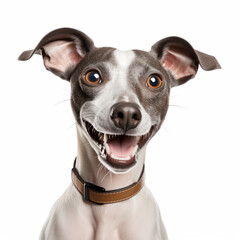 Smiling Italian Greyhound Dog with White Background - Isolated Image