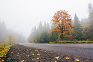 asphalt road in mountains. trip through countryside in autumn. foggy weather. tree in fall foliage...