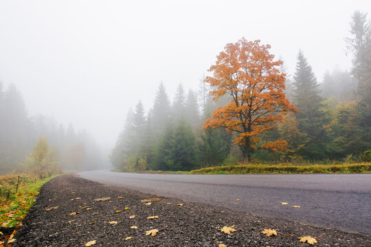 asphalt road in mountains. trip through countryside in autumn. foggy weather. tree in fall foliage along the path
