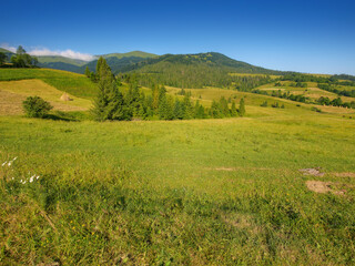 Fototapeta na wymiar countryside scenery with meadow in mountains. wide rolling rural landscape with green fields and forested hills on a summer morning