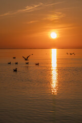 birds at sunrise on the beach in Mechelinki