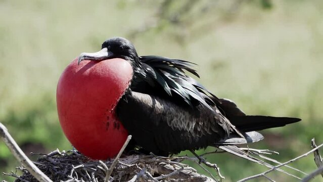 slow motion of a Magnificent frigatebird, Fregata magnificens, is a big black seabird with a characteristic red gular sac. Male frigate bird nesting with inflated sack, galapagos islands, Ecuador.