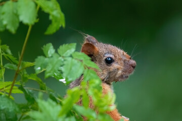 Naklejka na ściany i meble curious squirrel behind a green plant