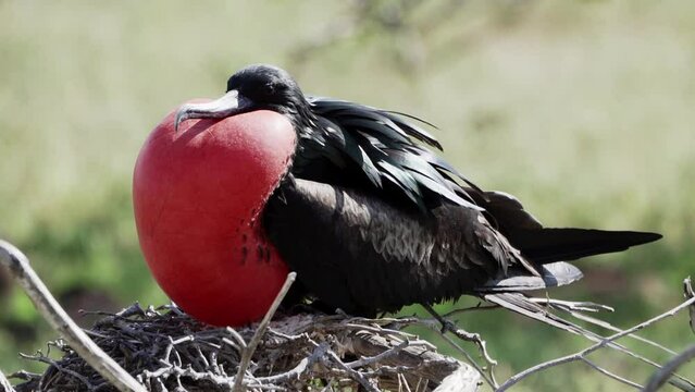slow motion of a Magnificent frigatebird, Fregata magnificens, is a big black seabird with a characteristic red gular sac. Male frigate bird nesting with inflated sack, galapagos islands, Ecuador.