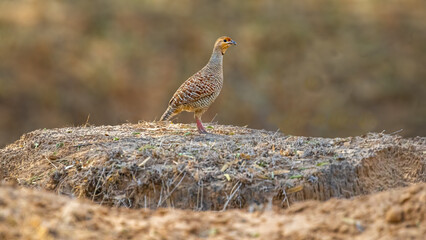 A Grey Francolin