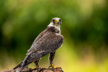 a beautiful falcon is sitting on a stump