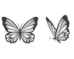 black and white butterfly