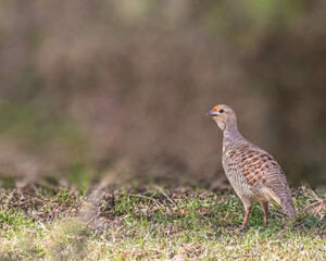 A Grey Francolin