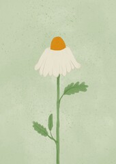 chamomile in abstract background 
