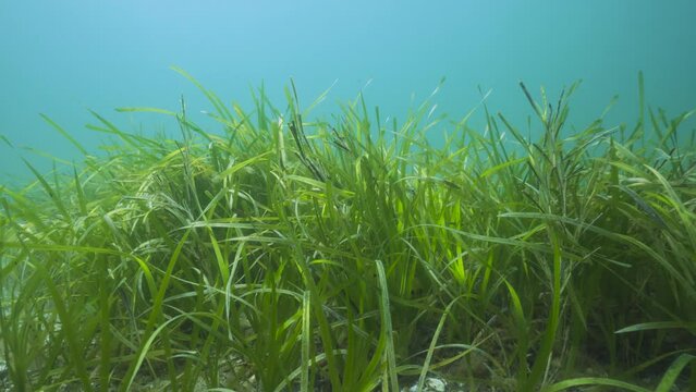 Eelgrass seagrass, Zostera marina aquatic plant underwater in the Atlantic ocean, natural scene, Spain, Galicia