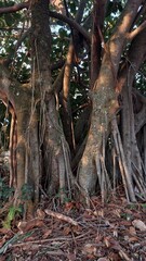 beautiful ancient tree in the forest