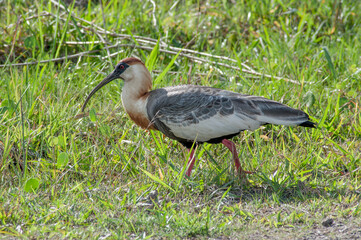 beautiful bird corucaca in the grass