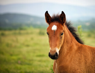 brown horse foal portrait