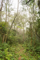 Foggy forest on a winter day in Sao Francisco de Paula, Rio Grande do Sul - Brazil