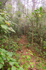 Foggy forest on a winter day in Sao Francisco de Paula, Rio Grande do Sul - Brazil