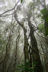 Liana woody vines in the Atlantic forest on a foggy day - Sao Francisco de Paula, Brazil