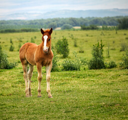 Naklejka na ściany i meble cute brown horse foal on pasture