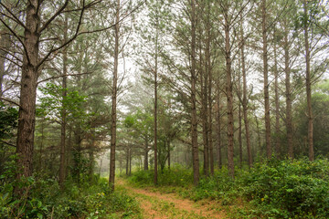 Obraz premium Foggy Pine forest in Sao Francisco de Paula, Brazil