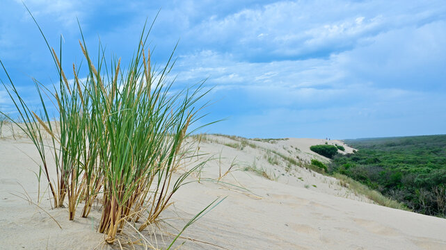 Sand dunes and grass on the beach. © JOE LORENZ DESIGN