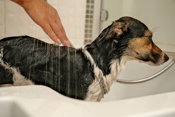 the girl washes the dog. Hygiene of pets. bathing the dog with shampoo. water dripping on the dog