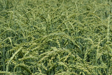 Dinkel, Triticum spelta,  Spelzweizen