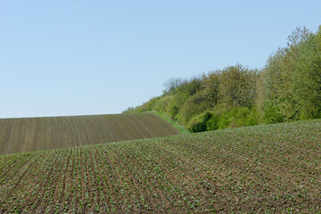 Ackerbohnenfeld nach dem Auflauf im  2-4-Blattstadium, links und rechts des Feldes Verlauf von Windschutzstreifen, Anbaufläche eines Biobetriebes