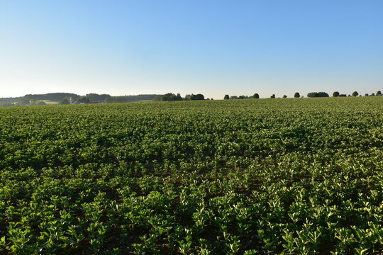 Ackerbohnenfeld, Ackerbohnen,  Blattentwicklung,  Laublattstadium,  Entwicklung der Seitensprossen,  biologischer Anbau, Feld, Feldlandschaft im Licht der Morgensonne
