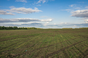 landscape of summer wildlife in the countryside