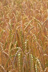 Dinkel  in der Kornbildung,  dichter sauberer Bestand, Beginn der Abreife,  Feld,  Feldausschnitt,  Feldrand, Feldlandschaft