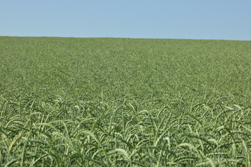 Dinkel, Triticum spelta,  Spelzweizen