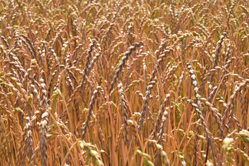 Dinkel  in der Kornbildung,  dichter sauberer Bestand, Beginn der Abreife,  Feld,  Feldausschnitt,  Feldrand, Feldlandschaft