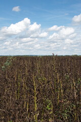 Erntereife  Ackerbohnen mit braunschwarzen  Ackerbohnenschoten,  Hülsen, Einzelpflanzen, Feld,  Feldausschnitt