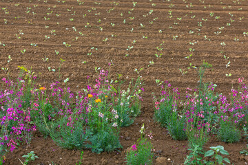 insect strips in front of a field with bedding plants