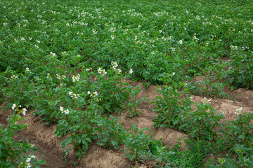 potato plants grow on the field